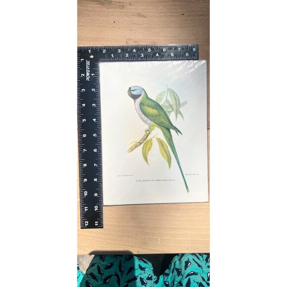 Rare Lithograph By J. Gould & H.C Richter , Hullmandel and Walton, IMP - Picture 4 of 8